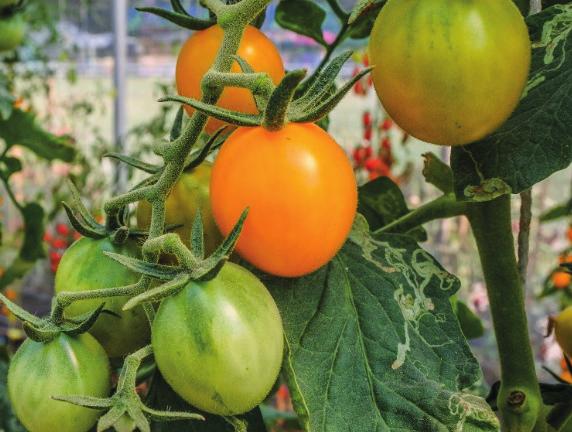 Zo is er voor het kweken van planten en fruit in verwarmde serres buiten het seizoen veel energie nodig.