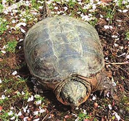 Sidney the Snapping Turtle Returns to Somerset Run Photos by Rick Fisher [Editor s Note: In this new