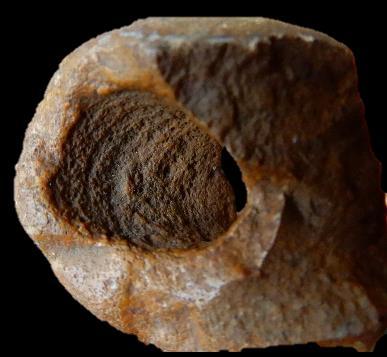 De groeven kunnen zijn ontstaan als afdruk van een fossiel dat later is opgelost.