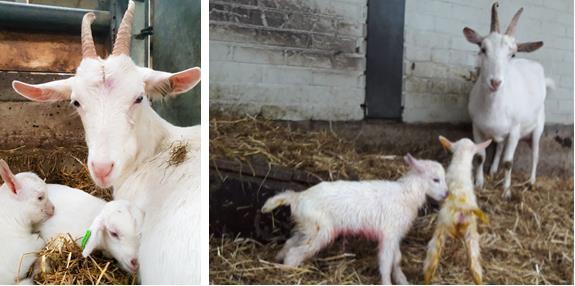 De bokjes worden rond een leeftijd van 12 weken verkocht aan particulieren of geslacht bij een lokale slachterij. Het vlees (capretto) wordt verkocht op de boerderij. 6.1.4 Geitenboerderij De Klompenhoeve Bij de Klompenhoeve in Egmond lammeren de geiten in de kudde.