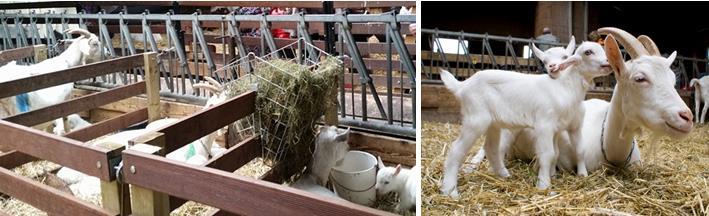 6.1.5 Geitenboerderij Ridammerhoeve Bij Ridammerhoeve worden geiten en hun pasgeboren lammeren voor 2-3 dagen in een apart hok gezet met stro.