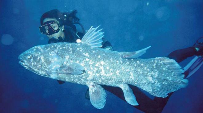 van wyvern Is het mogelijk een fossiel in het museum nog tegen te komen? Bijvoorbeeld het model van de overgang tussen vis en reptiel [poten]: de coelacanth?