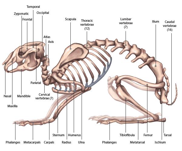 Bewegingsapparaat Skeletsysteem Wanneer er naar het skelet van het konijn wordt gekeken kan worden gezegd dit relatief fragiel is.