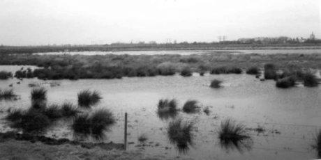 Vogels worden meestal gedood door s nachts en ten tijde van slecht zicht tegen een bliksemdraad aan te vliegen (Scott e.a., 1972).