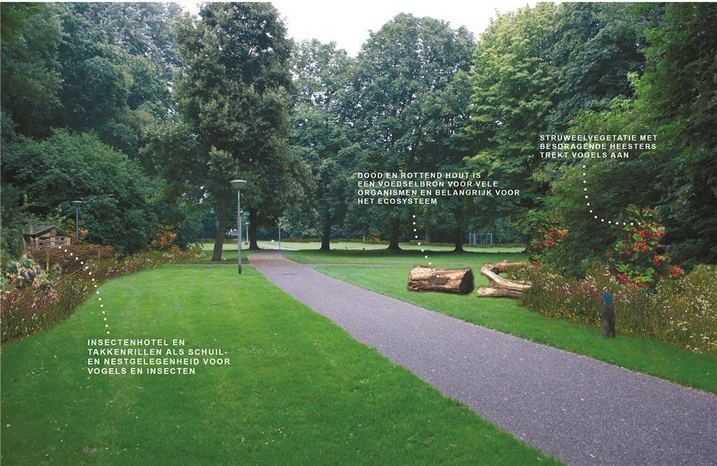 Groene lagen in bossen en parken De parken krijgen groene lagen. Dit betekent meer variatie in hoge en lage beplanting en geleidelijke overgangen daartussen.