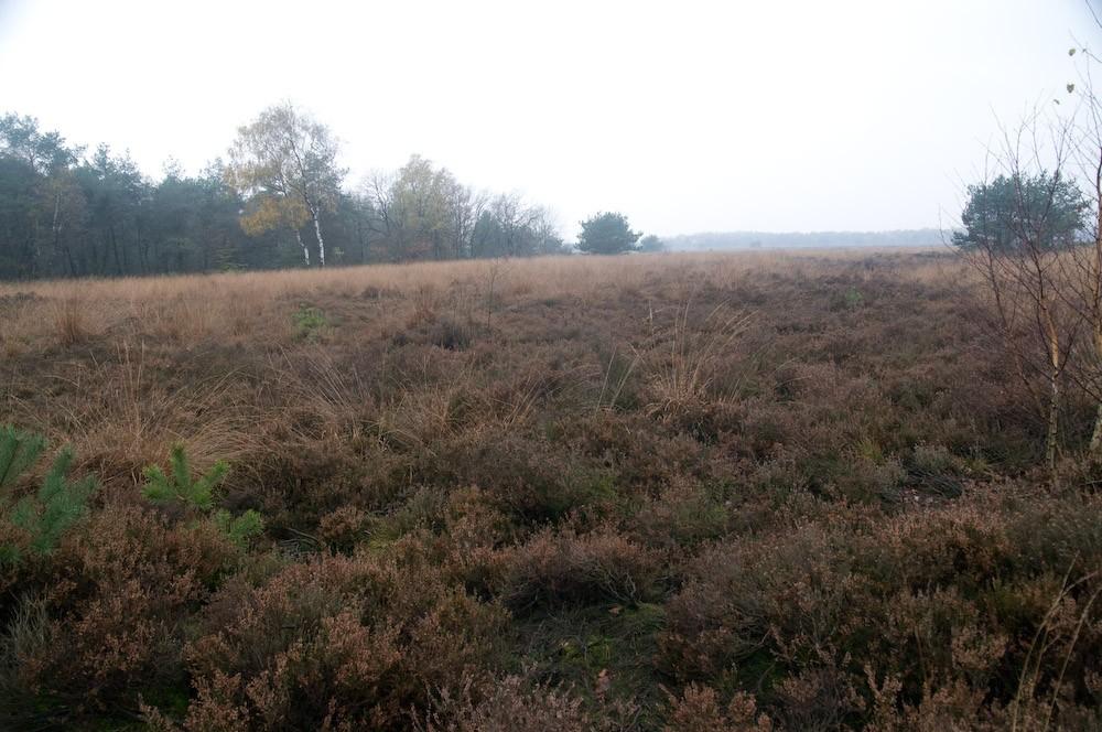 directe omgeving van het onderzoekgebied niet geschikt is als leefgebied van deze soort door het ontbreken van besloten vegetatie en door reeds aanwezige verstoring.