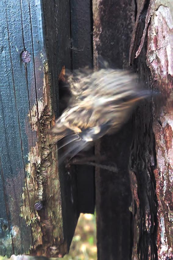 Het normale vlieggat zit in de wand bij de staart van de Boomkruiper, de Boomkruiper kijkt naar buiten door het door de specht gehakte gat.