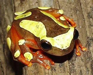 Surinaamse boomkikker Deze boomkikker heet in het Engels clownsboomkikker. Hij kan 4 cm groot worden.