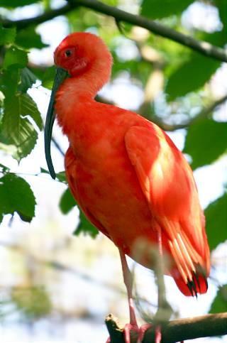 Vogels Overal in Suriname, ook in Paramaribo, zie je heel veel, vaak mooi gekleurde vogels.