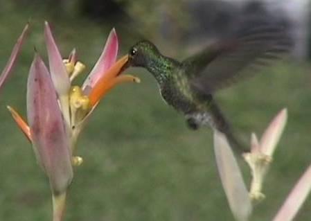 De kolibrie is een perfecte helikopter. Hij kan in elke richting vliegen: vooruit, opzij, omhoog, omlaag en zelfs achteruit!