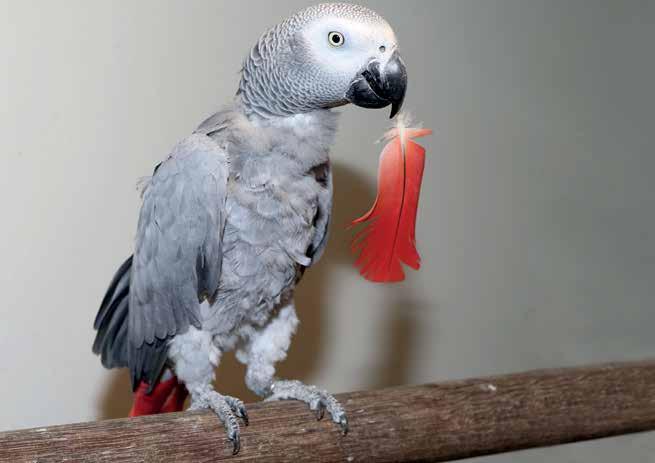 Als een papegaai aan zijn eigen veren begint te plukken zit hij niet zo lekker in zijn vel of veren. We weten inmiddels dat papegaaien uitgedaagd willen worden.
