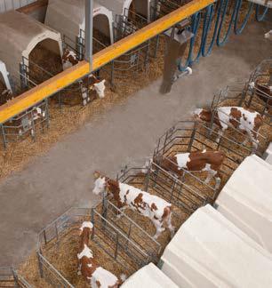 Holstein Aantal melkkoeien: 220 Aantal kalveren