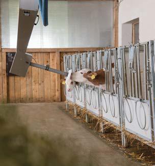 Flechvieh en Holstein Aantal melkkoeien: 60