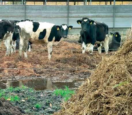 Daarnaast voert het collectief projecten uit die de duurzaamheid van de Flevolandse landbouw vergroten. Het FAC is een coöperatie van, voor en door boeren.