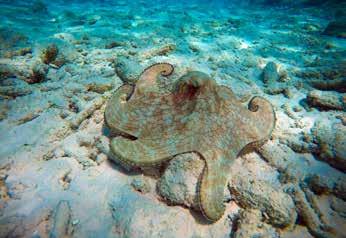 Curaçao ACTIEVE VAKANTIE 6 Duiktips in Caribisch paradijs Daar! Een zeeschildpad! En daar, achter je: een mantarog! In de betoverende onderwaterwereld van Curaçao zijn de omstandigheden ideaal.
