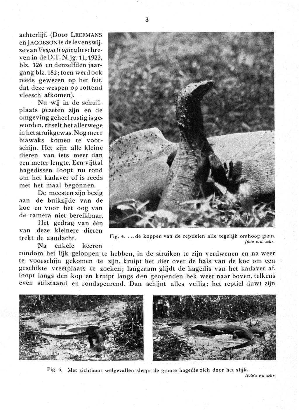 achterlijf. (Door LEEFMANS en]acobson is de levenswijze van Vespa tropica beschreven in ded.t.n.jg.11,1922, blz. 126 en denzelfden jaargang blz.