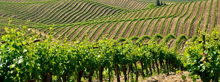 Cairanne. 30 ha wijngaarden, met 50 jaar oude wijnstokken staan op de hellingen rondom het dorp.