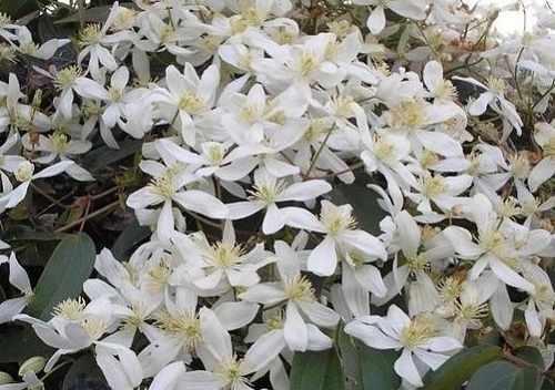De Akebia geeft prachtige kleine lichtroze bloemen in het voorjaar en doet het goed in de zon.