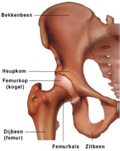 Algemene informatie over de heup Het heupgewricht bestaat uit twee belangrijke delen: de ronde kop van het dijbeen; de holle kom van de heup.