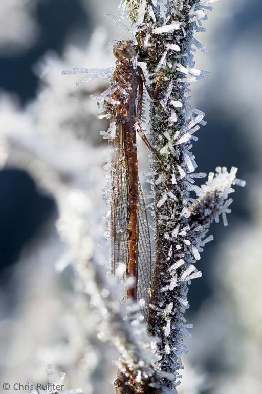 10. Overal! De winterjuffer De rups van de agaatvlinder (Phlogophora meticulosa) is de hele winter aan te treffen. Het is een vreemde verschijning zo midden op de winterdag.