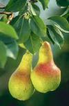 Wat jij nog niet wist over peren: 5 weetjes Wist je dat de peer op de derde plaats staat in de top tien van de meest gegeten fruitsoorten?