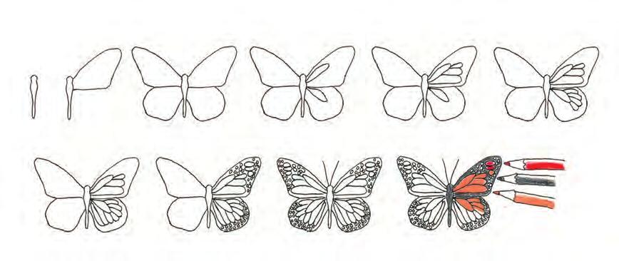 Activiteit Probeer nu een tekening te maken van een monarch vlinder: Warmere