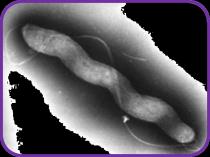 (Lactobacillus) Bolletjes (Staphylococcus) Virussen zijn zelfs nog kleiner dan bacteriën en