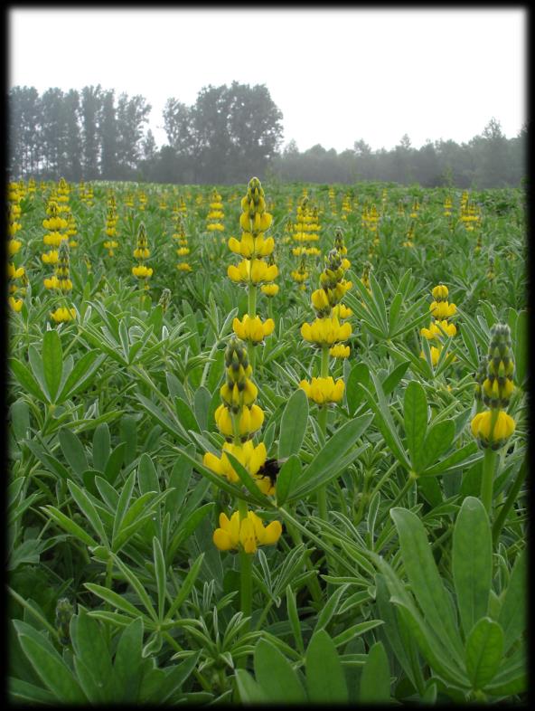 LUPINEN SAMENSTELLING Lupinen behoren net zoals erwten en veldbonen tot de familie van de vlinderbloemigen.