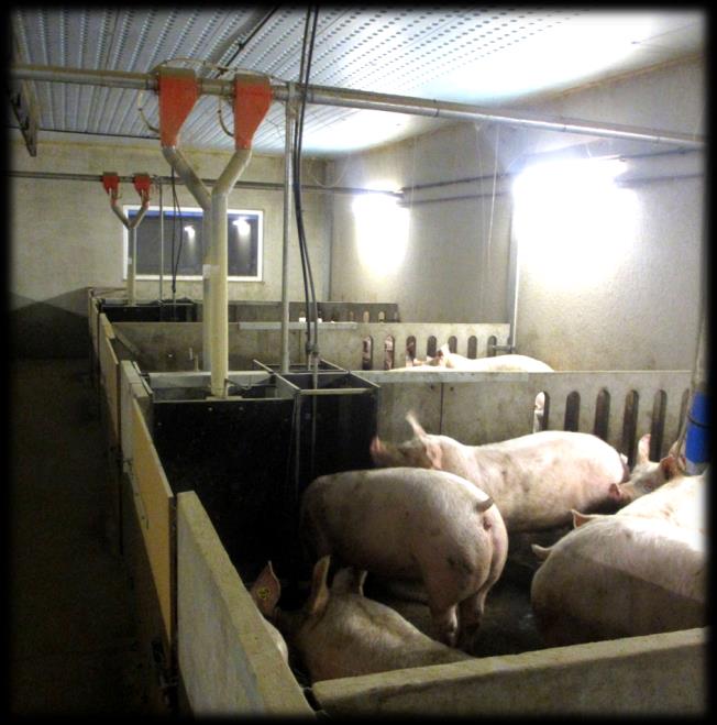 INLEIDING Stikstofuitscheiding en de Europese afhankelijkheid van soja-import zijn twee factoren die de laatste tijd sterk in de belangstelling staan in de varkenshouderij.