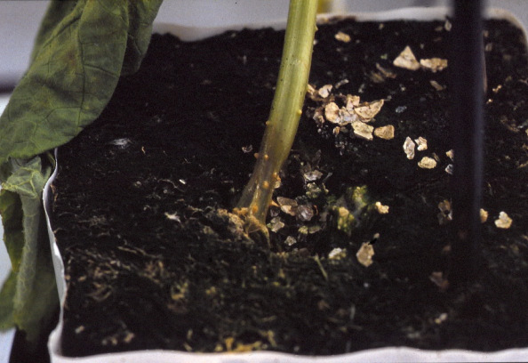 4.3 Herkennen Pythium speelt voornamelijk een rol in de vroege groeistadia in de bodem of op substraat.