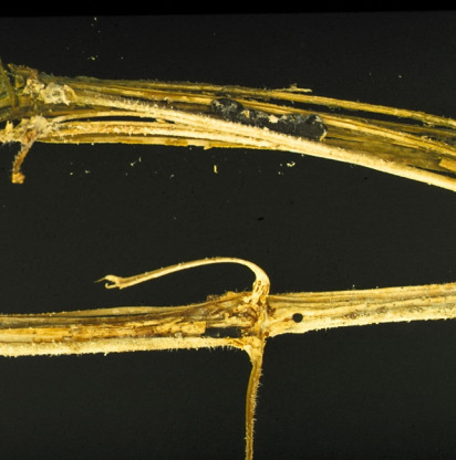 Als een gedeelte van de plant is afgestorven, ontstaan op de witte schimmeldraden zwarte, zaad-achtige rustsporen, de sclerotia.