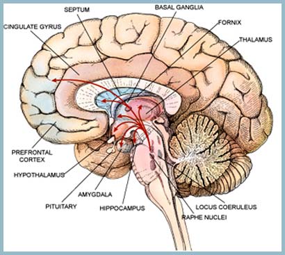 Aan de voorkant van de middenhersenen liggen twee gebiedjes, de thalamus en de hypothalamus, die de hormoonhuishouding, warmteen kouderegulatie en dat soort automatische lichaamsfuncties regelen.