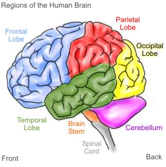 De cortex is verantwoordelijk voor denken, leren, onthouden en je emoties. Zeg maar het bewuste deel van je hersenen. De occipitale (achterhoofd)cortex is voor visuele waarneming.