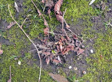 en bacteriën. Deze twee groepen wormen zorgen ervoor dat er in grasland geen viltlaag ontstaat van dood organisch materiaal, welke de grasgroei kan remmen.