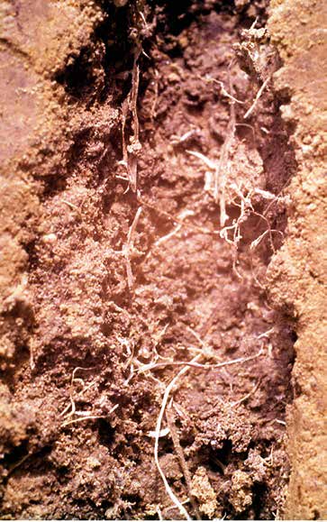 Kleiner bodemleven, zoals bacteriën en schimmels, worden met de organische stof waarop ze leven door wormen genuttigd en weer in wormenhoopjes op andere plekken uitgescheiden.