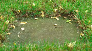 4 Meten en beoordelen van regenwormen 4.1 Bovengrondse sporen van wormen Molshopen Veehouders zitten vaak niet te wachten op molshopen vanwege vervuiling van de graskuil met grond.