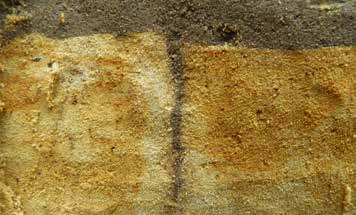 4.2 Ondergrondse sporen van regenwormen In het voorjaar en najaar onder vochtige omstandigheden zijn wormen gemakkelijk te vinden in de bodem.