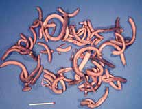 Grondbewerking uitvoeren in de maanden waarin wormen minder actief zijn; als het koud en droog is en wormen zich in diepere bodemlagen hebben teruggetrokken. 4.