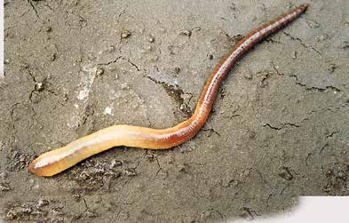 Strooiselbewoners (Lumbricus rubellus) Deze strooiselbewonende worm komt praktisch onder alle graslanden voor. Het is de snel bewegende rode worm die je bovenin een kluit grasland ziet.