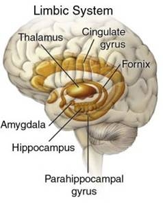 Neocortex Het grootste deel van de menselijke hersenen bestaat uit de cortex. De cortex is evolutionair het laatst ontstaan gedurende de ontwikkeling van zoogdieren.