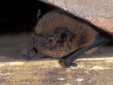 De uitwerpselen van vleermuizen onderscheiden zich van deze van ratten en muizen doordat ze gemakkelijk verpulverd kunnen worden.