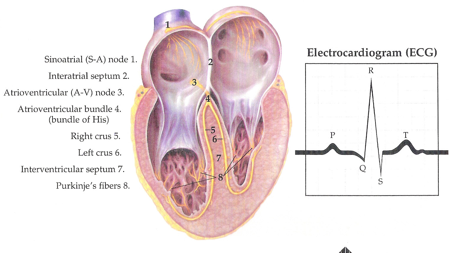 2.2 Fysiologische meetinstrumenten 2.2.1 HR: de hartslag Elke hartslag is het gevolg van de elektrische activiteit van de hartspier die zichtbaar gemaakt kan worden door middel van een ECG.