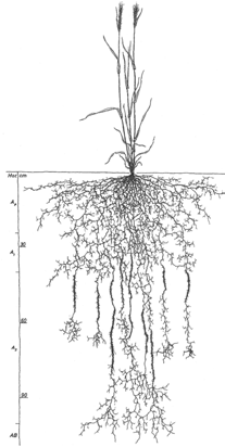4.1.3 Bodembiologisch In de wisselwerking tussen wortels en bodem speelt het bodemleven een belangrijke rol. Het effect van wormen op beworteling is het meest tastbaar.