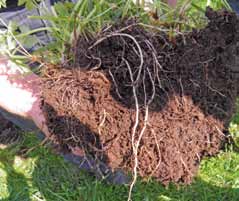 Luzerne en rode klaver kunnen met hun penwortel uit diepere bodemlagen makkelijk water onttrekken, en ontlenen daar voor een groot deel hun droogteresistent vermogen aan.