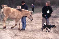 IJslanders Geschikt kan opdringerig worden In aantal terreinen is positieve ervaring door voeren opgedaan New Forest Is minder flegmatisch en daardoor Geen ervaring in Nederland minder geschikt