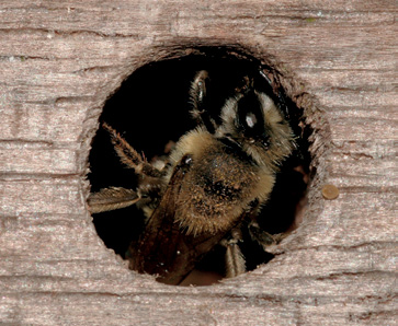 entomologische erichten 127 5. Enkele ijen- en wespensoorten die reltief mkkelijk geholpen kunnen worden door het mken vn nestgngen.