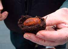 Met de opkomst van de composthopen in de tuinen, kent deze kever terug een opmars. Het houterig materiaal in de hopen is immers een prima voedingsbodem voor de larven. Voedsel, vocht, lucht en warmte.