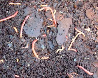 Compostwormen seerd, en kunt u met de regelmaat van de klok materiaal toevoegen. Bacteriën en schimmels beginnen hierbij het nieuw aangebrachte keukenafval af te breken.