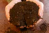 Jonge compost stimuleert het bodemleven en wordt vooral als mulchlaag gebruikt.