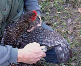 Tussen een pak strooisel van bladeren of houtsnippers vinden de kippen meestal voldoende beestjes om het scharrelen zinvol te houden.